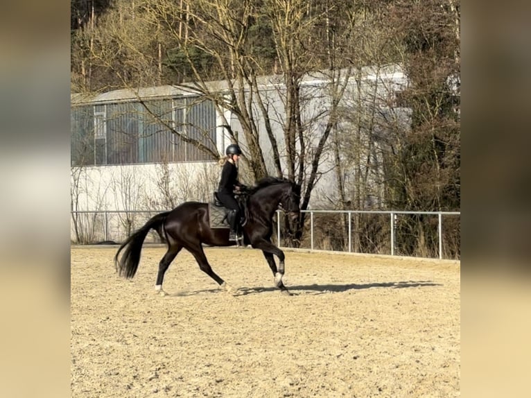 Niemiecki koń sportowy Klacz 7 lat 172 cm Skarogniada in Herborn