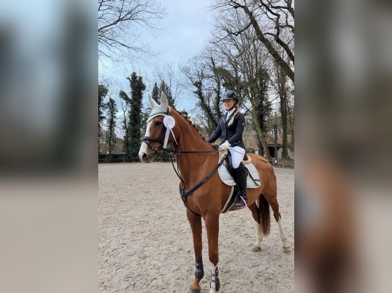 Niemiecki koń sportowy Klacz 7 lat 174 cm Kasztanowata in Oyten