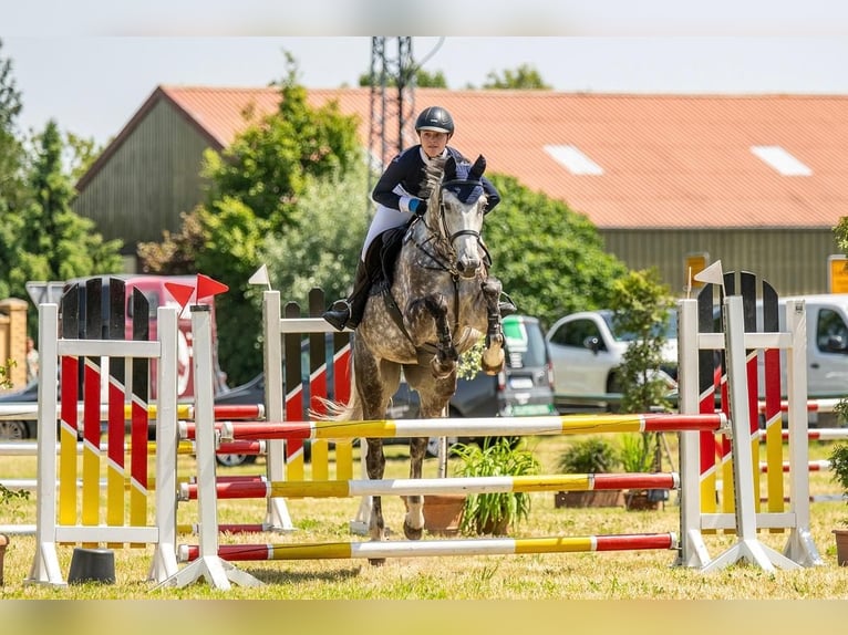 Niemiecki koń sportowy Klacz 7 lat 175 cm Siwa in Leipzig