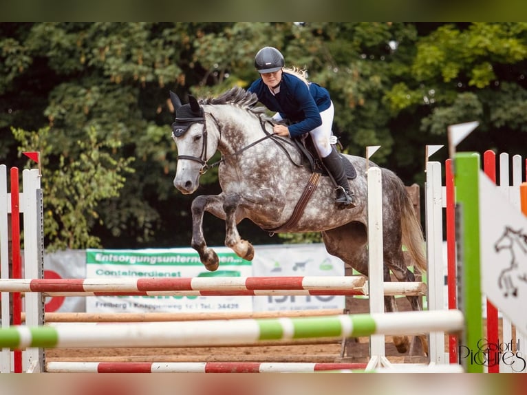 Niemiecki koń sportowy Klacz 7 lat 175 cm Siwa in Leipzig