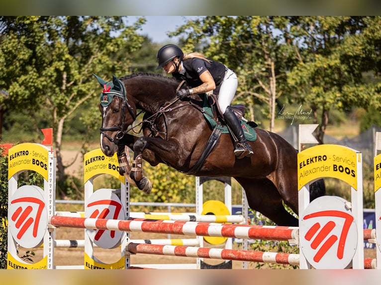 Niemiecki koń sportowy Klacz 7 lat 175 cm Skarogniada in Albführen-Dettighofen