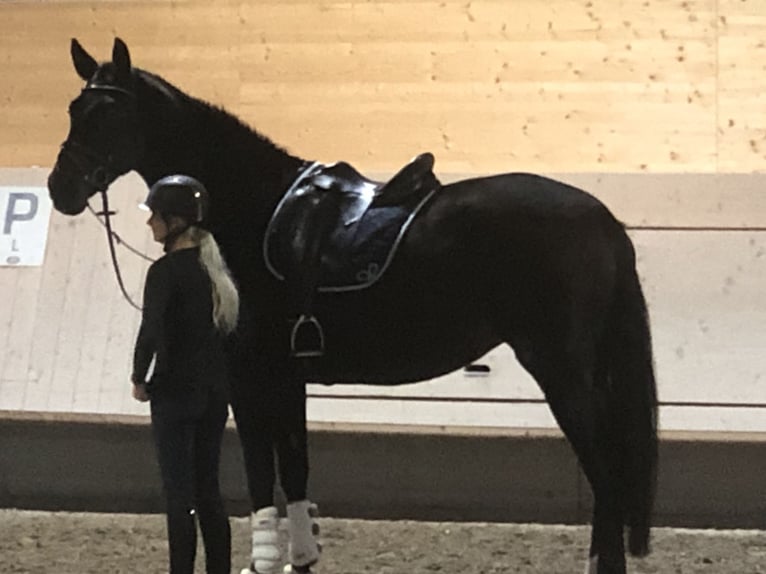 Niemiecki koń sportowy Klacz 7 lat 177 cm Ciemnogniada in Schwerin