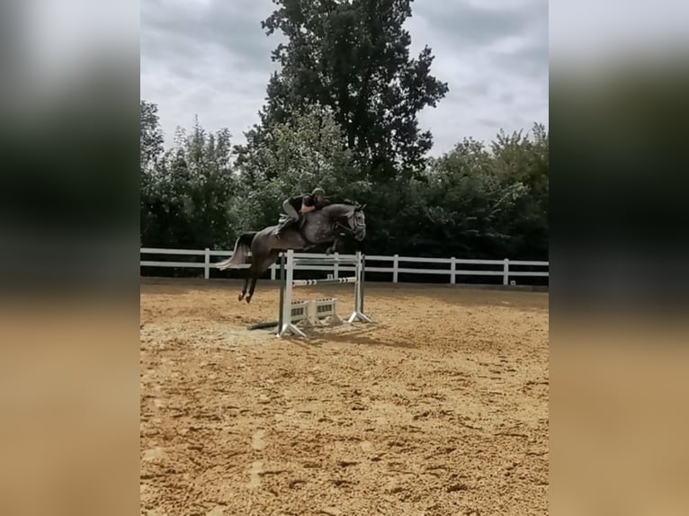 Niemiecki koń sportowy Klacz 7 lat 180 cm Siwa in Mutlangen