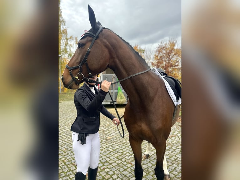 Niemiecki koń sportowy Klacz 7 lat Gniada in Berlin