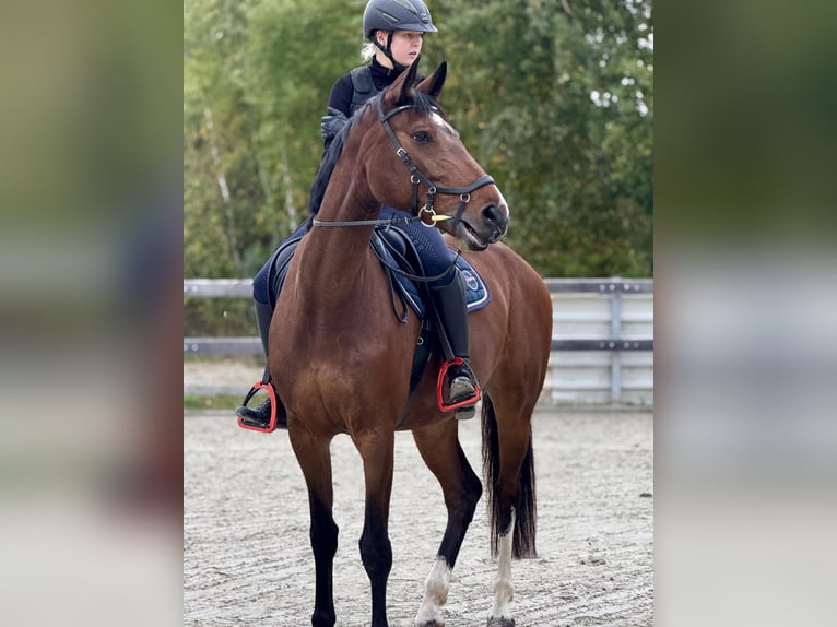Niemiecki koń sportowy Klacz 7 lat Gniada in Berlin