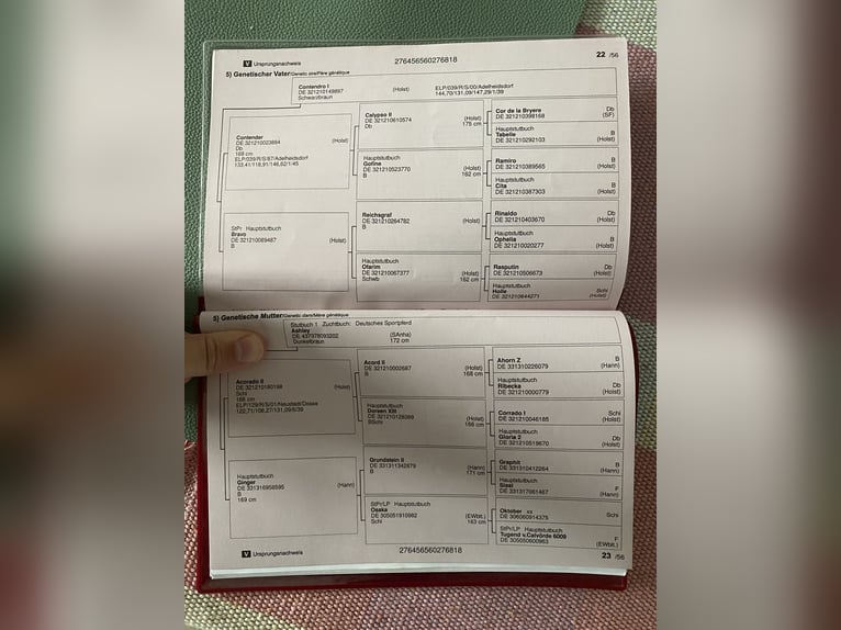 Niemiecki koń sportowy Klacz 8 lat 158 cm Siwa w hreczce in Bernau