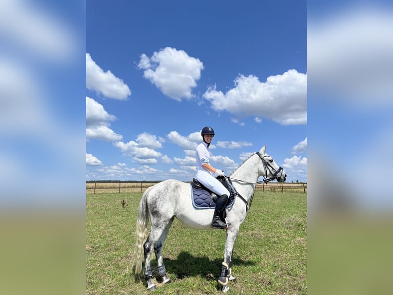 Niemiecki koń sportowy Klacz 8 lat 158 cm Siwa w hreczce in Bernau