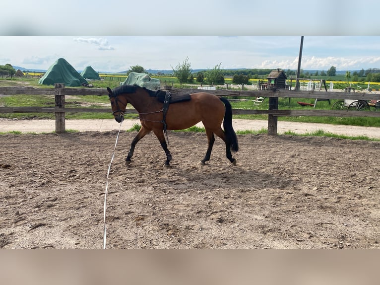 Niemiecki koń sportowy Klacz 8 lat 160 cm Gniada in Bad Frankenhausen