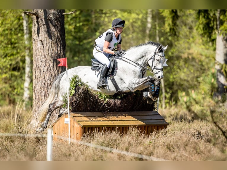 Niemiecki koń sportowy Klacz 8 lat 162 cm Siwa in Salzhausen