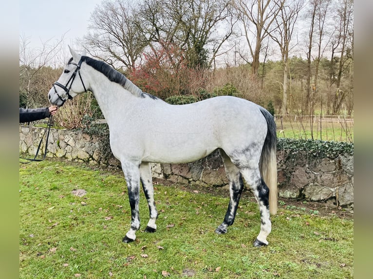 Niemiecki koń sportowy Klacz 8 lat 162 cm Siwa in Salzhausen