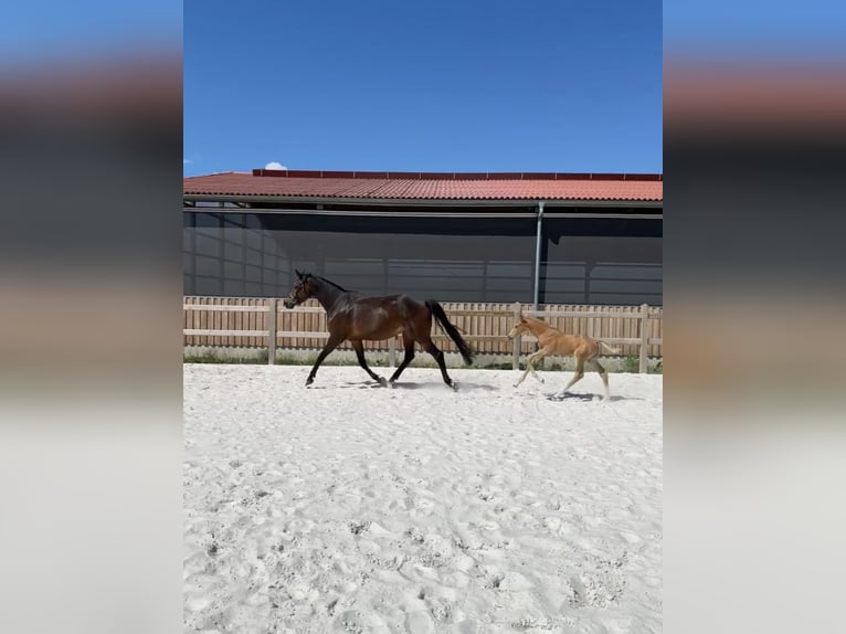 Niemiecki koń sportowy Klacz 8 lat 165 cm Ciemnogniada in Göda