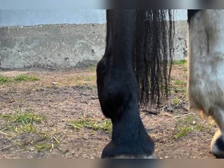 Niemiecki koń sportowy Klacz 8 lat 165 cm Ciemnogniada in calau