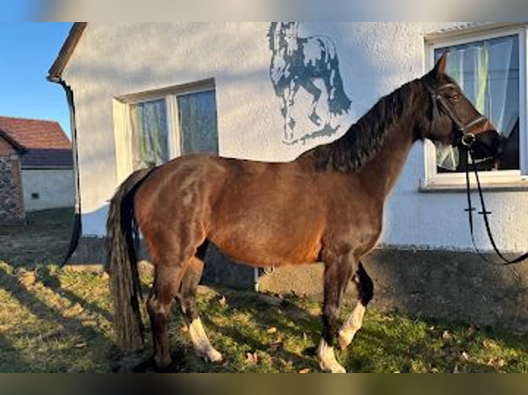 Niemiecki koń sportowy Klacz 8 lat 165 cm Ciemnogniada in calau