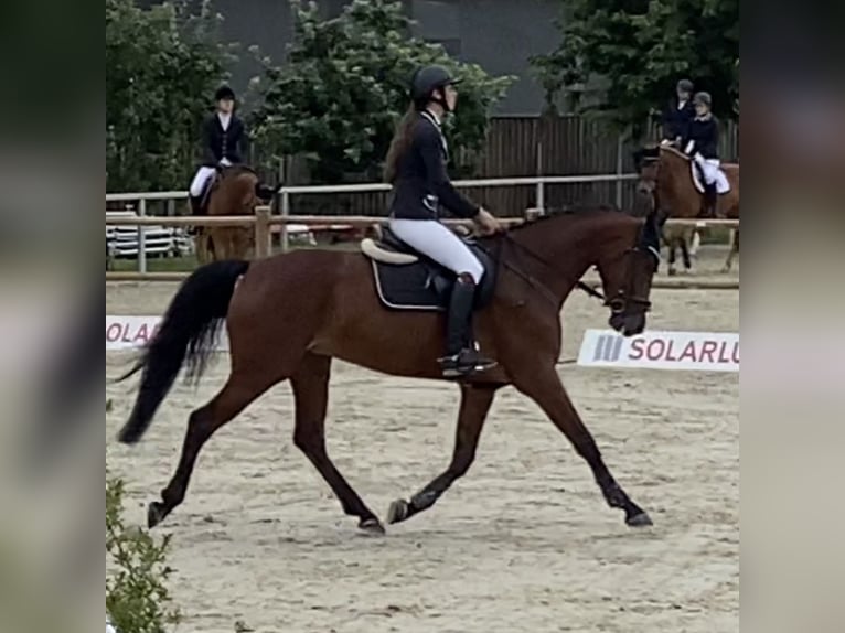 Niemiecki koń sportowy Klacz 8 lat 165 cm Gniada in Bohmte