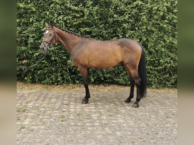 Niemiecki koń sportowy Klacz 8 lat 165 cm Gniada in Mutlangen
