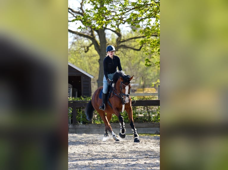 Niemiecki koń sportowy Klacz 8 lat 165 cm Gniada in Schönhagen