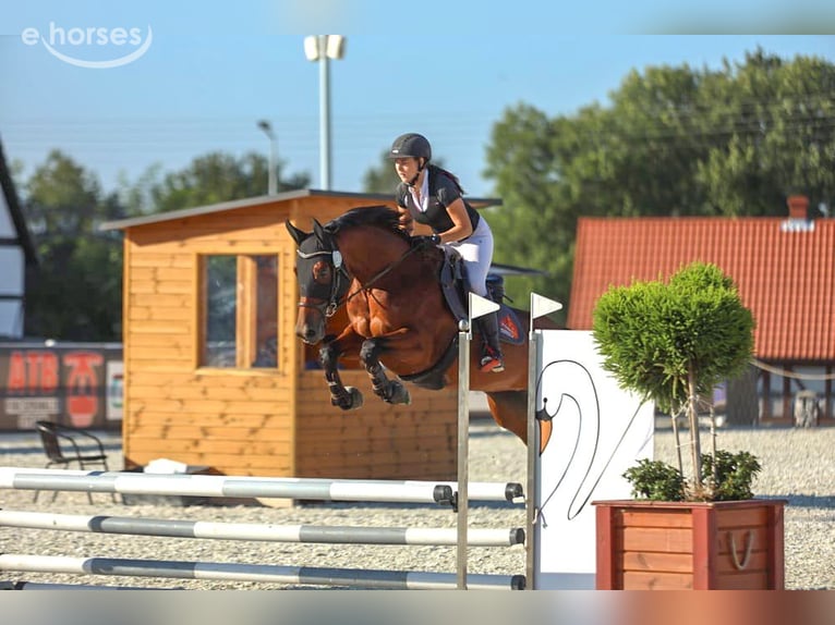 Niemiecki koń sportowy Klacz 8 lat 165 cm Gniada in Cottbus