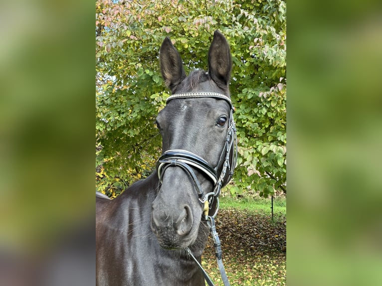 Niemiecki koń sportowy Klacz 8 lat 165 cm Kara in Bad Endorf