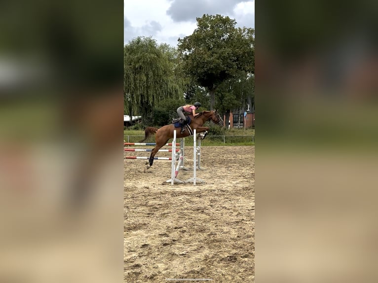 Niemiecki koń sportowy Klacz 8 lat 165 cm Kasztanowata in Didderse