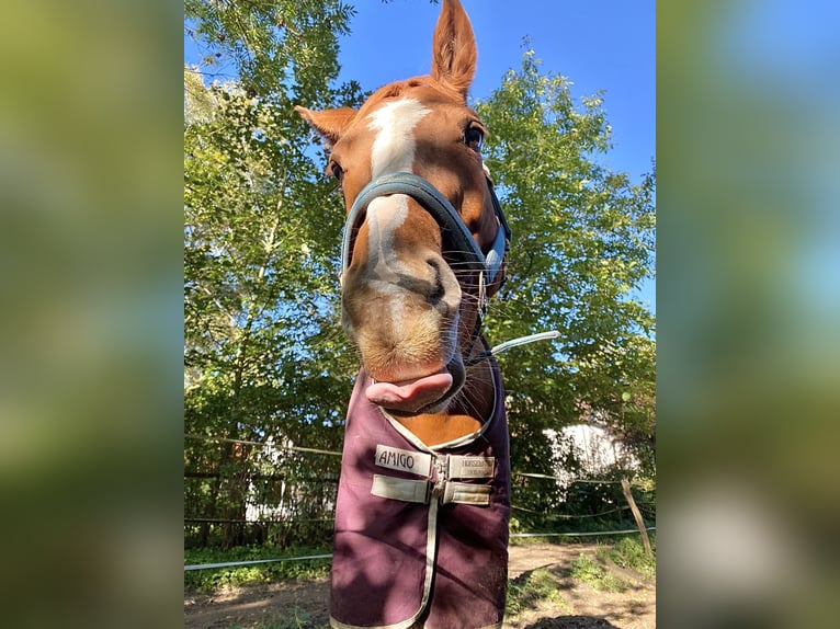 Niemiecki koń sportowy Klacz 8 lat 165 cm Kasztanowata in Didderse