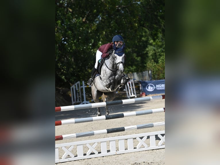 Niemiecki koń sportowy Klacz 8 lat 165 cm Siwa in Arnstedt