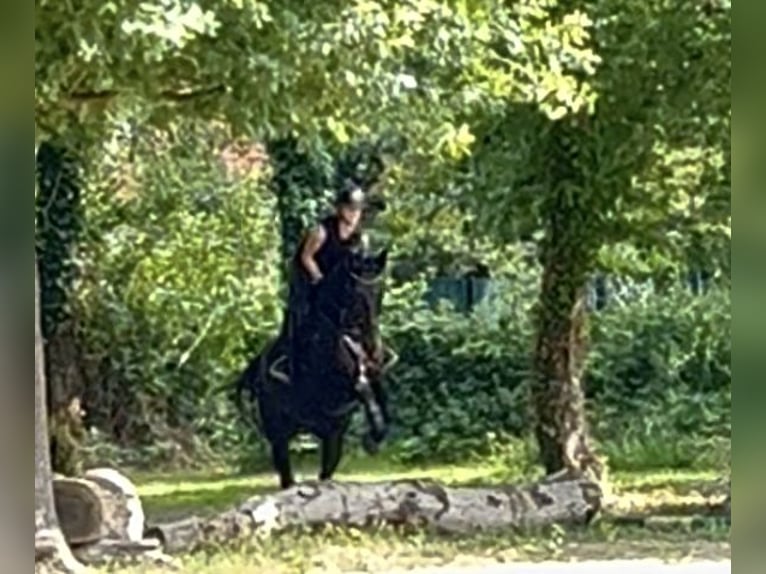 Niemiecki koń sportowy Klacz 8 lat 165 cm Skarogniada in G&#xFC;tersloh