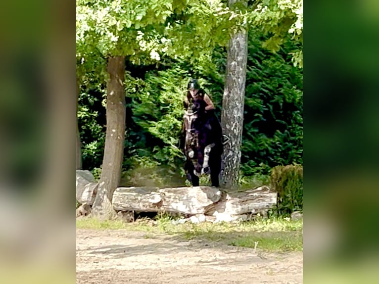 Niemiecki koń sportowy Klacz 8 lat 165 cm Skarogniada in G&#xFC;tersloh