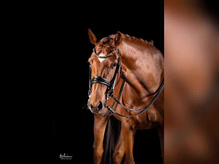 Niemiecki koń sportowy Klacz 8 lat 166 cm Kasztanowata in Herrenberg