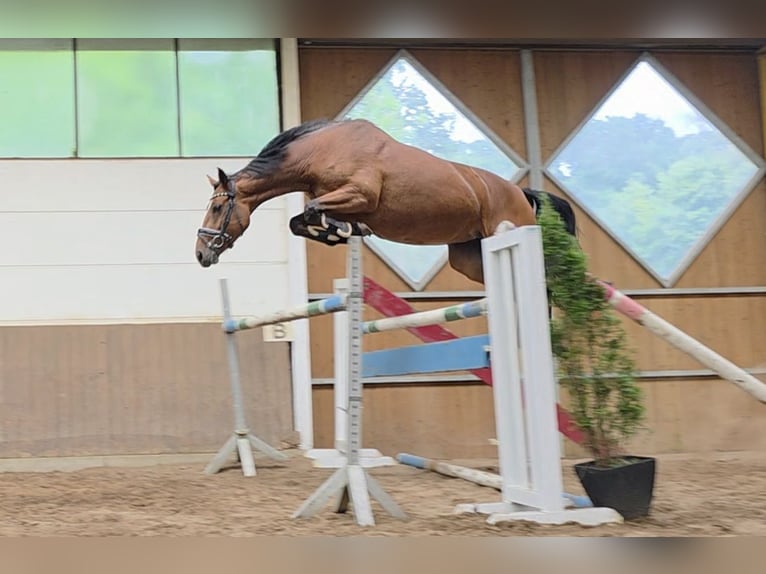 Niemiecki koń sportowy Klacz 8 lat 167 cm Gniada in Braunschweig