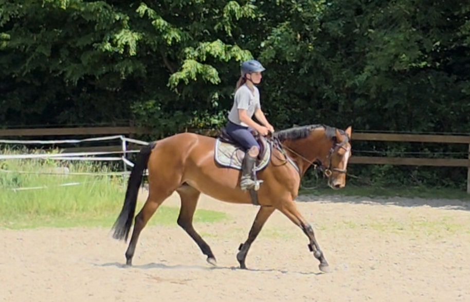 Niemiecki koń sportowy Klacz 8 lat 167 cm Gniada in Braunschweig