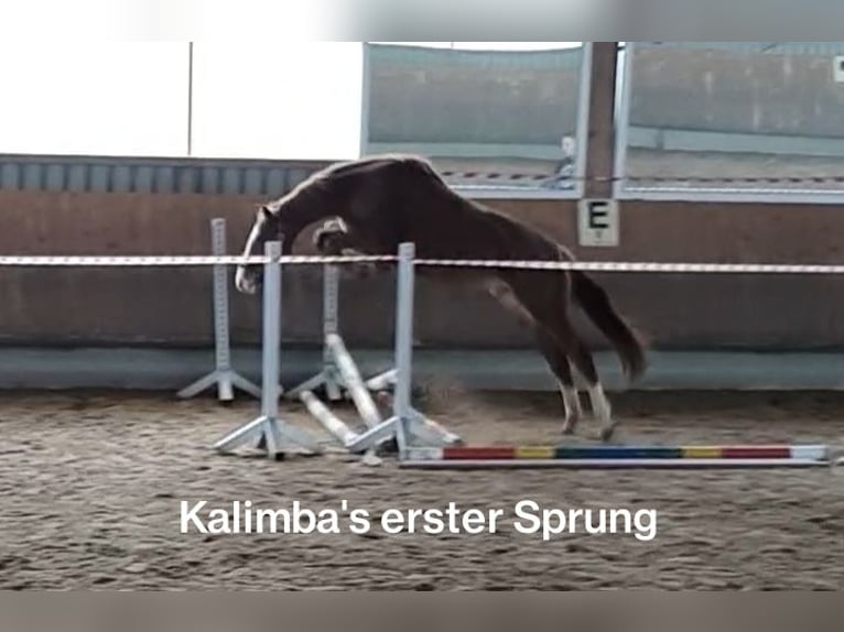 Niemiecki koń sportowy Klacz 8 lat 167 cm Kasztanowata in Laichingen