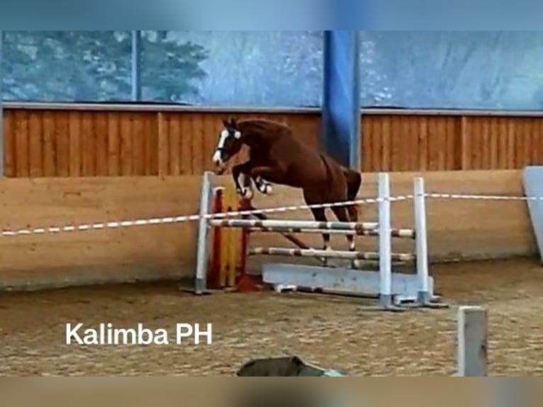 Niemiecki koń sportowy Klacz 8 lat 167 cm Kasztanowata in Laichingen