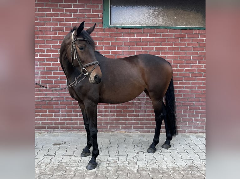 Niemiecki koń sportowy Klacz 8 lat 168 cm Ciemnogniada in Wardenburg