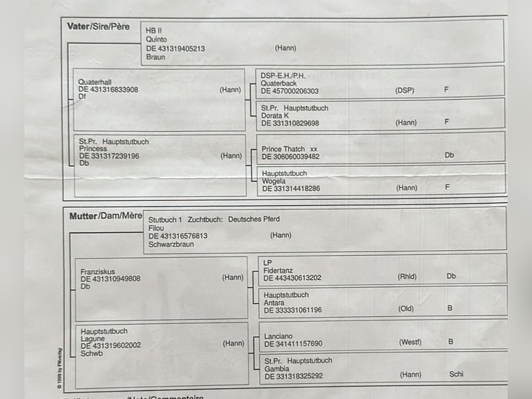 Niemiecki koń sportowy Klacz 8 lat 168 cm Ciemnogniada in Wardenburg