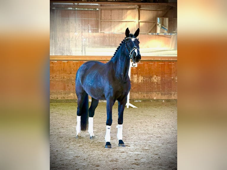 Niemiecki koń sportowy Klacz 8 lat 168 cm Kara in Starnberg
