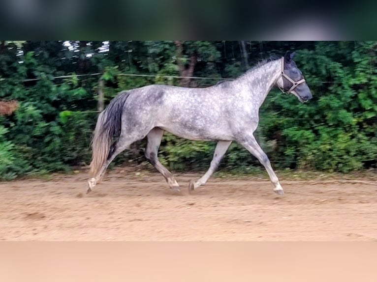 Niemiecki koń sportowy Klacz 8 lat 168 cm Siwa in Seester