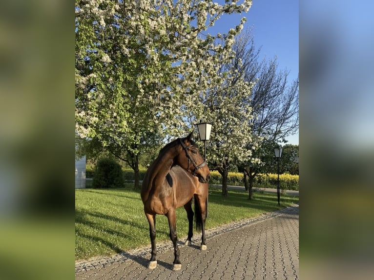 Niemiecki koń sportowy Klacz 8 lat 169 cm Gniada in Lauterstein