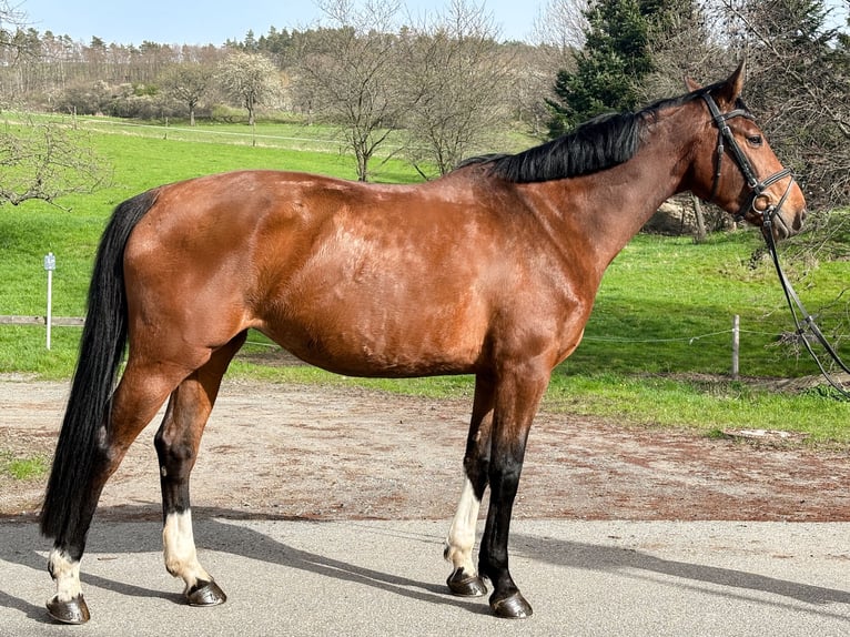 Niemiecki koń sportowy Klacz 8 lat 169 cm Gniada in Bahretal