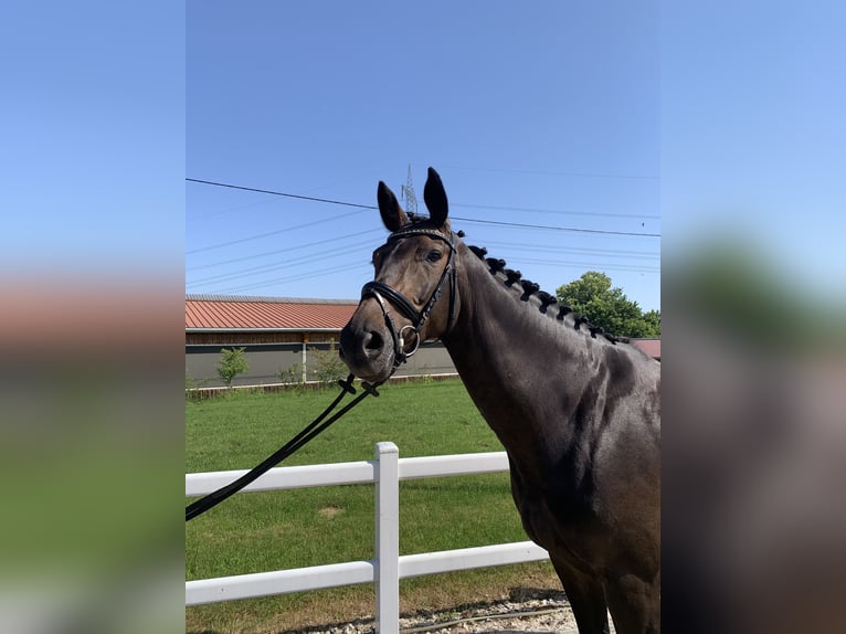 Niemiecki koń sportowy Klacz 8 lat 169 cm Gniada in Wernau