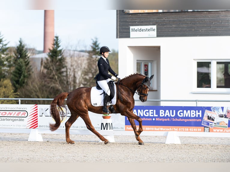 Niemiecki koń sportowy Klacz 8 lat 170 cm Ciemnokasztanowata in Bad Schussenried