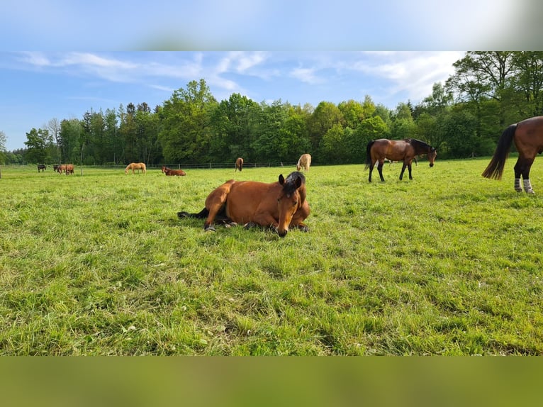 Niemiecki koń sportowy Klacz 8 lat 171 cm Gniada in Poing