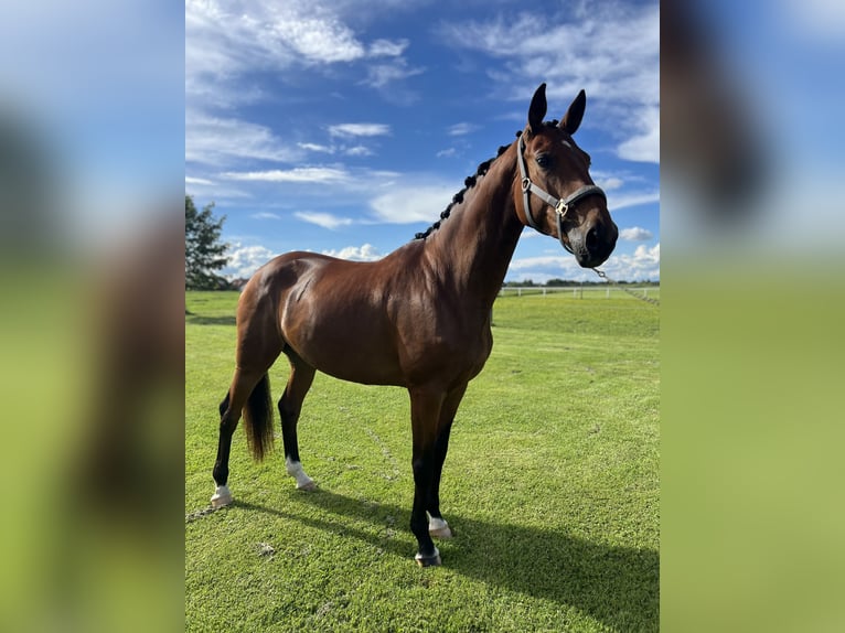 Niemiecki koń sportowy Klacz 8 lat 171 cm Gniada in Poing