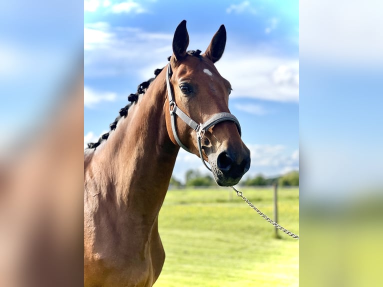 Niemiecki koń sportowy Klacz 8 lat 171 cm Gniada in Poing