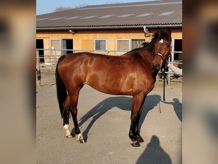 Niemiecki koń sportowy Klacz 8 lat 171 cm Gniada in Lindau