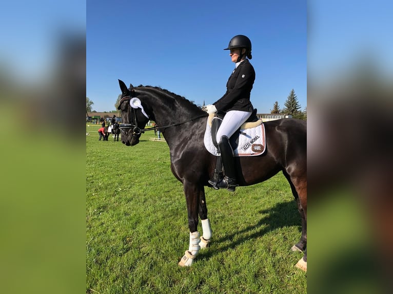 Niemiecki koń sportowy Klacz 8 lat 172 cm Kara in 04860 Graditz