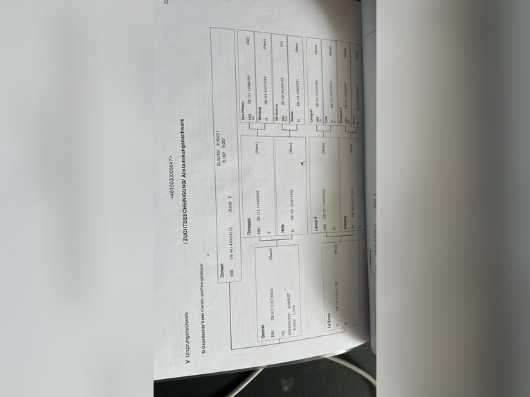 Niemiecki koń sportowy Klacz 8 lat 172 cm Kasztanowata in Seeon-Seebruck