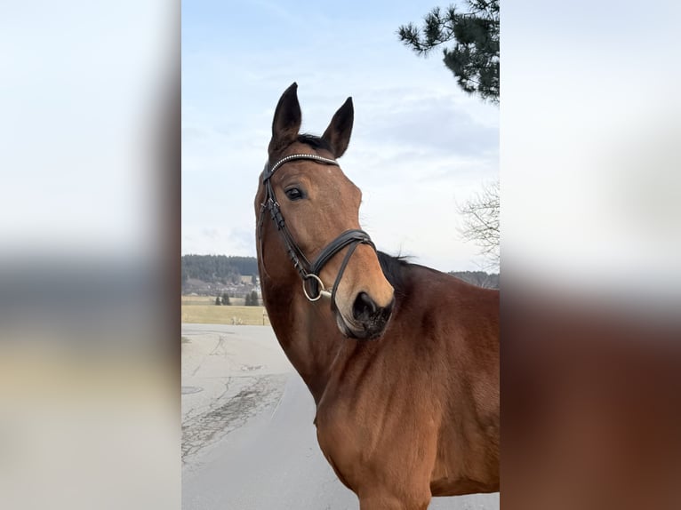 Niemiecki koń sportowy Klacz 8 lat 173 cm Gniada in Pelmberg