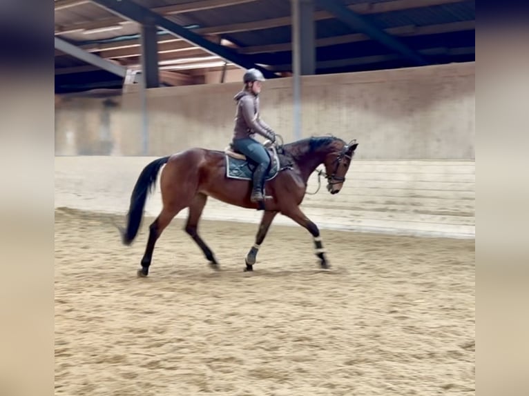 Niemiecki koń sportowy Klacz 8 lat 173 cm Gniada in Pelmberg
