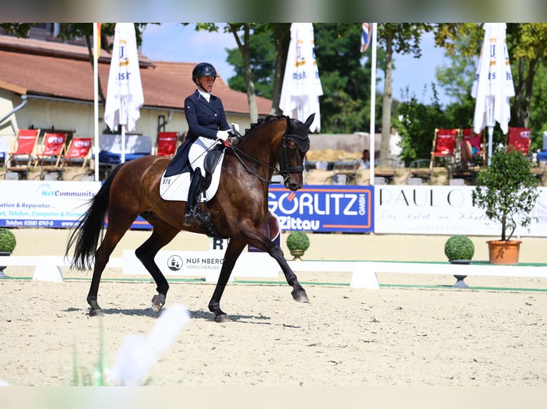 Niemiecki koń sportowy Klacz 8 lat 174 cm Ciemnogniada in Görlitz