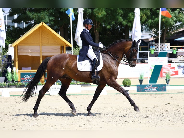 Niemiecki koń sportowy Klacz 8 lat 174 cm Ciemnogniada in Görlitz